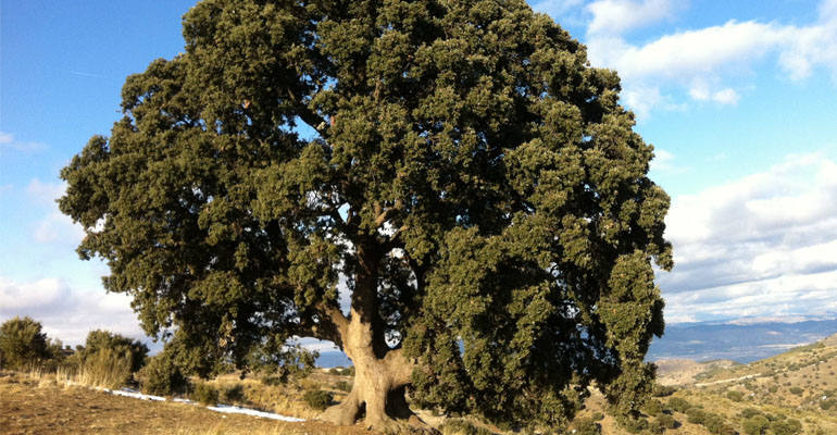 Encina de los Tréberes de Serón